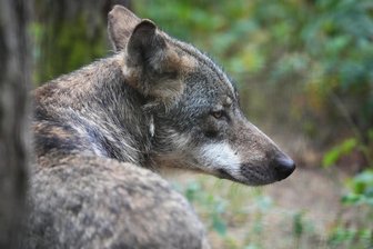 Nach Kälber-Riss im Vogtland: Wolf auch an drei Stellen rund um Neumark gesichtet - Ein Europäischer Wolf (Canis lupus lupus) wie dieser wurde im November in Neumark gesichtet.