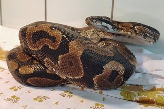Nach Königspython-Fund nahe Aue: Was passiert nun mit der Schlange? - Lebt vorerst weiter im Tierheim: der Königspython.