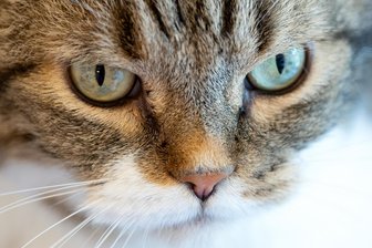 Nach Kostenschock im Vogtland: Reaktion von Tierfreunden freut Bürgermeister - In Triebel ging eine Rechnung über 4500 Euro für neun Katzen im Tierheim ein.