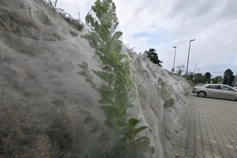 Nach Naturschauspiel in Kirchberg: „Die Hecke erholt sich“ - Die Zwergmispel-Hecke in Kirchberg, eingesponnen von der Weißdorn-Gespinstmotte.