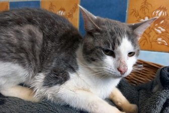 Nach Not-OP in Mittelsachsen: Kater Martin findet neues Zuhause - 
