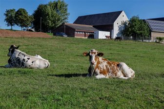 Nach Notschlachtung von 40 Rindern: Neustart mit Hindernissen auf skandalbelastetem Callenberger Hof - Anfang Mai war der gesamte Tierbestand von diesem Hof in Langenchursdorf weggebracht worden. 40 Rinder befanden sich in so schlechtem Zustand, dass sie nur noch geschlachtet werden konnten. Nun liegen wieder Jungrinder auf der Wiese.