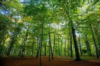 Nach Orkan "Friederike": Betreten von Freiberger Wäldern verboten -