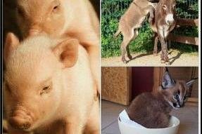 Nach Porno-Verdacht: Facebook entschuldigt sich beim Zoo der Minis - 
