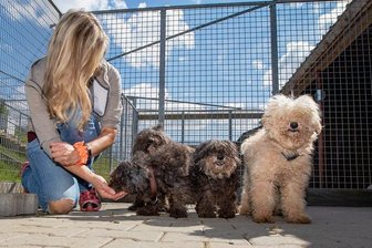 Nach Pudel-Drama im Vogtland: Erste Tiere können vermittelt werden - Die Pudel, die das Veterinäramt aus einer Wohnungshaltung befreit, haben sich an die Mitarbeiter des Tierheims Kandelhof, im Bild mit Kerstin Gotte, gewöhnt und ihre Scheu abgelegt.