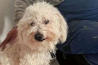 Nach Rattengift-Köder: Luna kämpft sich ins Leben zurück - Hündin Luna wurde Opfer eines Giftköder-Anschlags.