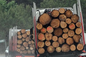 Nach Reifenplatzer und Polizeikontrolle auf A 72: Baumstämme müssen umgeladen werden - Mit zu vielen Baumstämmen war ein Laster auf der A 72 bei Zwickau beladen.