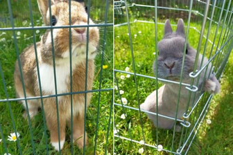Nach Rettung aus Müllcontainer in Plauen: Lucky und Hasenfreundin Dibsy sind verschwunden - 