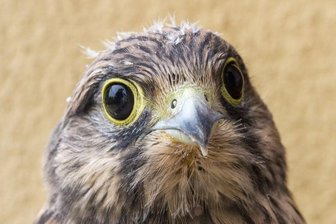 Nach Rettungsaktionen in Freiberger Innenstadt: So geht es den jungen Turmfalken - Nummer zwei: Dieses junge Turmfalken-Weibchen, das noch Flaum am Kopf hat, retteten Anwohner des Theaterviertels.
