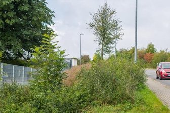 Nach Ärger um Bäume: Jahnsdorf wieder im grünen Bereich - An der Wilhermsdorfer Straße in Jahnsdorf hatte der Bauhof im Frühjahr eine Hecke abgeholzt. Nun sind Sträucher nachgewachsen. Zudem wurden neue Bäume gepflanzt.