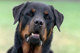 Nach Rottweiler-Attacke auf 18-Jährige bei Freiberg: Strafbefehl erlassen - Ein Rottweiler wie der auf dem Illustrationsfoto hat vor einem Jahr eine junge Frau im Raum Freiberg  attackiert und schwer verletzt.