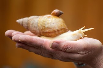 Nach Schnecken-Alarm im Plauener Tierheim: Neuer Besitzer für drei Riesenschnecken gefunden - Die Fundtier-Achatschnecke und zwei Artgenossen sind vermittelt worden.