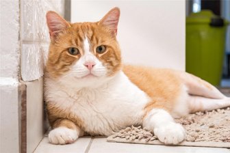 Nach Schrotkugelbeschuss: Dom aus dem Erzgebirge hat sein glückliches Katzenleben zurück - Kater Dom fühlt sich wieder wohl.