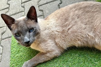 Nach schwerer Not-OP: Rassekatze Findus aus Seniorenzentrum „Azurit“ in Chemnitz zum zweiten Mal überfahren? - Findus ist nach einem Unfall auf dem rechten Auge blind.