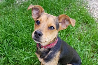 Nach spektakulärer Rettung auf Autobahn - Wem gehört "Rosalie"? - Die Mischlingshündin wurde vom Tierheim vorläufig auf den Namen "Rosalie" getauft.