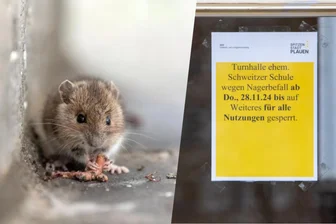 Nach Sperrung von Plauener Sporthalle wegen massiven Mäusebefalls: „Eine schnelle Lösung muss her“ - Ein massiver Mausbefall hat die Sperrung einer Plauener Sporthalle ausgelöst.