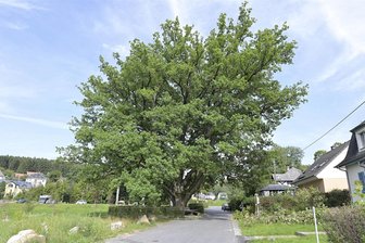 Nach Starkast-Abbruch: Was mit dem Naturdenkmal Stieleiche Bad Elster jetzt passiert - Eine ausladende Krone: Dieses Bild zeigt das Naturdenkmal Stieleiche Heißenstein. Nach einem Starkast-Abbruch am 21. August wird die Krone Schritt für Schritt verkleinert.