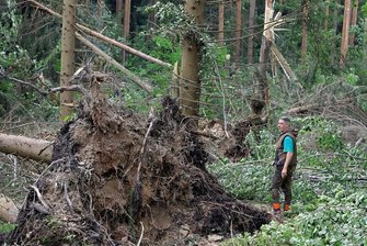Nach Sturm in Hohenstein-Ernstthal: Wälder verwüstet, Förster besorgt - Ein Sturm hinterlässt am 17. Juli gegen 19.30 Uhr eine Spur der Verwüstung in mehreren Waldgebieten bei Hohenstein-Ernstthal. Revierleiter Frank Günther von der Rotenhanschen Forstverwaltung verschafft sich danach im Revier Oberwald einen ersten Überblick über die Schäden. Wald und Wanderwege im Oberwald und Rüßdorfer Wald sind wegen massiver Schäden blockiert und gesperrt. 