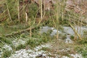 Nach Sturmschäden: Strecke nach Weißenborn wieder frei - Am Ortseingang Weißenborn waren in Richtung Lichtenberg mehrere Bäume in die Mulde gestürzt.