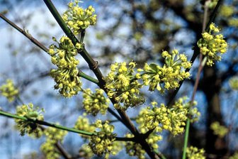 Nach Sturmschäden und Insektenbefall: Baumpflanzaktion in Oederan - Heimische, resistente Baumarten werden bei Pflanzaktionen genutzt.