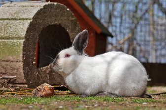 Nach Tierschutz-Kontrolle in Glauchau: Warum für Ponys, Schafe, Kaninchen und Co. nun Käufer gesucht werden sollen - Einer der elf Hasen, die sich nach der Kontrolle im Tierheim in Langenberg befinden.
