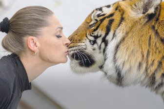 Nach Tiger-Ausbruch mit Verletztem bei Leipzig: Kleingärtner sollten sich verbarrikadieren - Die einst gefeierte frühere Zirkus-Dompteurin und gebürtige Karl-Marx-Städterin Carmen Zander hält eine größere Anzahl von Tigern auf ihrem Betriebsgelände im Schkeuditzer Ortsteil Dölzig.