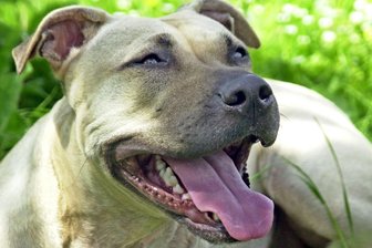 Nach tödlichem Unfall mit Hund in Chemnitz: Halterin vor Gericht - Die 65-jährige Angeklagte hatte die zweijährige Staffordshire-Hündin, hier ein Symbolbild, erst seit wenigen Wochen.