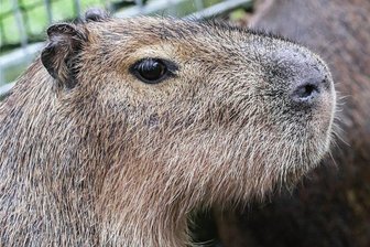 Nach tragischem Tod vor einem Jahr: Tierpark hat wieder Wasserschweine - Der Amerika-Tierpark hatte 2015 so ein Wasserschwein neu angesiedelt. Voriges Jahr büxte es aus und erfror. Jetzt gibt es zwei neue Tiere.