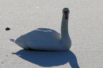 Nach Trauer um toten Schwan am Zwickauer Schwanenteich: Was ist der richtige Umgang mit Wasservögeln im Winter? - Ein Schwan auf einem zugefrorenen Teich: Wegen solch eines Anblicks auf dem Pohlteich war am Montag die Feuerwehr Kirchberg alarmiert worden. Schnell konnte Entwarnung gegeben werden, das Tier war nicht festgefroren.