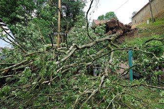 Nach Unwetter-Unglück in Chemnitz: Rathaus will Fällungen prüfen - In Wittgensdorf hatte am Freitag ein Unwetter einen großen Baum entwurzelt. Zwei Menschen wurden schwer verletzt.