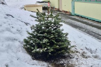 Nach Vandalismus bei den Eishockey-Wölfen im Erzgebirge: Täter meldet sich – Verein sendet ein starkes Signal - Auf dem Gelände des Eishockeystadions in Schönheide wurde ein neues Bäumchen gepflanzt. Das vorherige war am Wochenende gestohlen worden. Der Verursacher hat sich gemeldet.