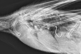 Nach verschlucktem Angelhaken: Drama um Schwan in Glauchau geht gut aus - Das Röntgenbild zeigt deutlich, wie tief sich der Angelhaken im Körper des Schwans befindet.