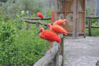 Nach Vorfall im Tierpark Limbach-Oberfrohna: Rathaus entschuldigt sich - 