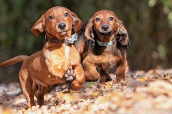 Nach wilder Reise: Dackel suchen ein Zuhause - Dackel im Doppelpack: Tierheimleiterin Antje Kausch würde die beiden Welpen aber lieber getrennt abgegeben.