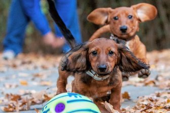 Nach wilder Reise durchs halbe Vogtland: Dackel Maja und Willi haben ein neues Zuhause - Tierheimchefin Antje Kausch muss Abschied nehmen: Die Dackel Willi und Maja konnten erfolgreich vermittelt werden.