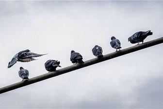 Nach wochenlanger Fahndung in Plauen: Polizei erwischt Frau beim illegalen Füttern von Tauben - In den vergangenen Jahren hat die Zahl der verwilderten Tauben (Symbolbild) in der Plauener Innenstadt immer mehr zugenommen.