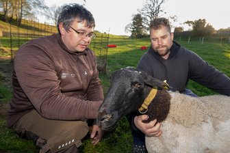 Nach Wolfsriss im Vogtland mit drei toten Schafen: Tierhalter verschärfen Sicherheitsvorkehrungen - Stefan Steudel (rechts) züchtet Dorperschafe. Sein Kumpel Chris Schröder unterstützt ihn dabei. Drei Schafe büßten beide durch den Wolfsriss ein.