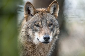 Nach Wolfsriss im Vogtland: Was der DNA-Test ergeben hat - Der Wolfsriss in Pausa kann zu den Akten gelegt werden.