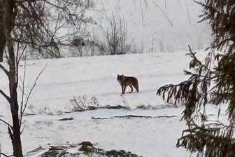 Nach Wolfssichtungen am Fichtelberg: Wie verbreitet sind die Raubtiere im Erzgebirge? - Diese Aufnahme zeigt das Tier, das Mitte Januar am Fichtelberg gefilmt wurde.