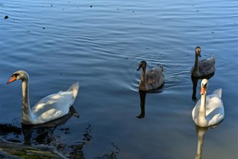 Nach Wut wegen totem Schwan jetzt Jubel: Schwanen-Quartett am Zwickauer Schwanenteich gesichtet - Das Schwanen-Quartett am Zwickauer Schwanenteich, das dort vor einigen Tagen beobachtet wurde, ruft im Netz Entzücken hervor.