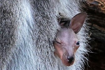 Nach zehn Jahren Diskussion: Tierpark Hirschfeld bekommt neue Futterküche - Die Tiere in Hirschfeld - hier der jüngste Känguru-Nachwuchs - können künftig noch besser versorgt werden. Die Gemeinde will eine neue Futterküche bauen. 