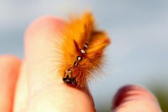 Nachfalter-Raupe auf Reisen - 