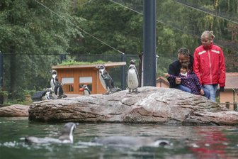 Nachhaltige Wasserversorgung im Tier- und Stadtpark von Limbach-Oberfrohna: Stadt setzt auf regionale Quellen - Allein für das Pinguinland im Limbacher Tierpark liegen die Kosten pro Jahr im fünfstelligen Bereich. Die Stadt hat nun eine Lösung erarbeiten, mit der Kosten eingespart werden sollen.
