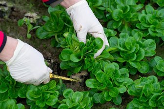 Nachhaltigkeit: Diese Kitas in Mittelsachsen bekommen Hochbeete geschenkt - Immer häufiger nutzen Kitas Hochbeete, um das ganze Jahr über Kräuter, Gemüse oder Salat anzubauen.