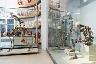 Nacht der Anatomie in Plauen: Jugendliche können den menschlichen Körper einmal ganz anders kennenlernen - Jugendliche können bei der Nacht der Anatomie den menschlichen Körper einmal ganz anders kennenlernen.