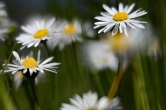 Nachtfrost hat Vogtland im Griff - Im Vogtland blühen bereits erste Gänseblümchen. Die gewöhnliche Wiesensorte gilt als widerstandsfähig genug gegen einige Frostgrade. Das kommt ihr jetzt zu Gute.