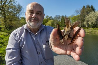 Nachts auf der Schlossinsel Rodewisch: Wer flattert denn da übern Gondelteich? - Tobias Pohl mit einer präparierten Wasserfledermaus. Diese Art flattert in hoher Anzahl quicklebendig um die Rodewischer Schlossinsel. Am 9. Mai geht es mit Pohl auf Fledermaus-Tour.