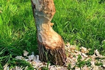 Nachtwerk eines Nagers - Biber wieder heimisch - Der von einem Biber heimgesuchte Baum.