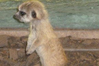 Die Erdmännchen im Tierpark Chemnitz haben Nachwuchs.