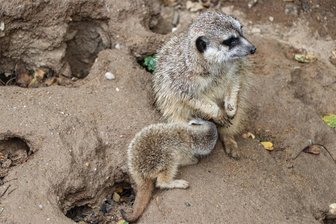 Nachwuchs bei den Erdmännchen im Tierpark Chemnitz - Im Februar kam das junge Erdmännchen zur Welt. Nun ist es auch für Besucher zu sehen.